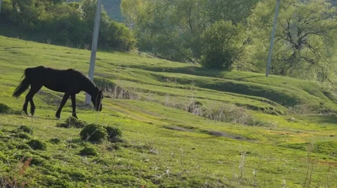 Small herd of horses feeding Stock Footage 52543376