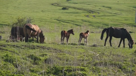Small herd of horses feeding Stock Footage 52543387