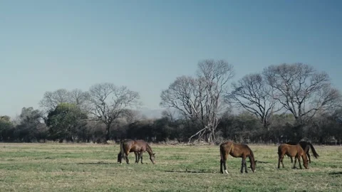 Small herd of horses grazing calmly beneath bare winter trees 스톡 동영상 343573250