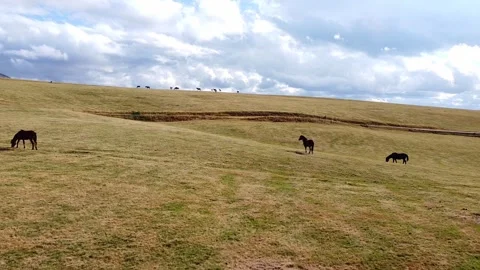 Small herd of horses grazing on a mountain meadow in Durmitor Video stock 342750423