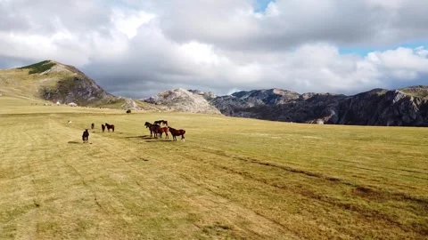 Small herd of horses grazing on mountainous meadow in Durmitor Stock-Footage 342750792