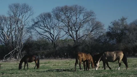 Small herd of horses grazing under leafless winter trees 스톡 동영상 343573155