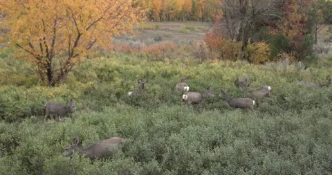 Small Herd of Mule Deer Does Feeding Stock Footage 234740048