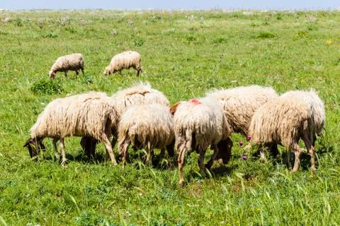 Small herd Stock Photos
