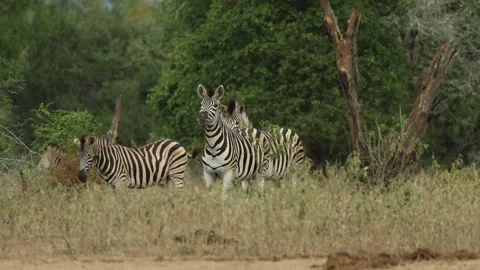 A small herd of plains zebra standing in the grassland looking alert into the Stock Footage 342996479