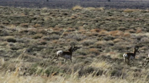 SMALL HERD OF PRONGHORN RUN THROUGH SAGE FIELD IN DESERT Stock Footage 53344501