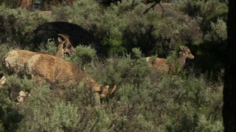 Small herd of Pronghorn walking through sagebrush Stock Footage 67299477