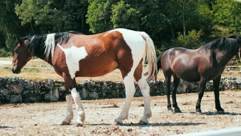 Small herd of ranch horses in a corral both mares and colts Stock Footage 148205901