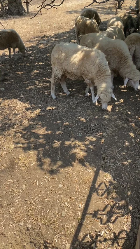 Small herd of sheep grazes and rests in the shade of a tree Vídeos de archivo 343790177