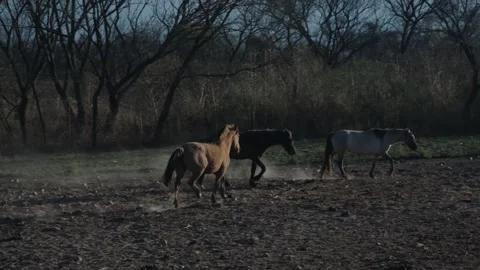 Small herd trots through drifting dust at first light 스톡 동영상 343573898