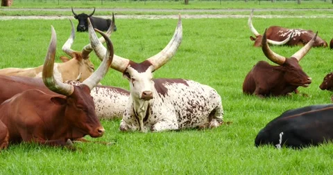 Small herd of Watusi or Big Horn cattle relaxing in a pasture Stock Footage 157304070