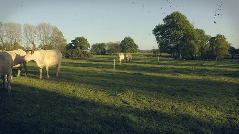 A small herd of white cows and bulls. Vintage movie. Timelapse, warm tones. Stock Footage 107525507