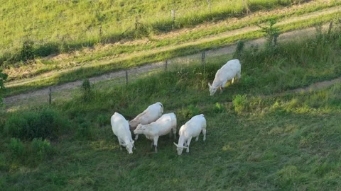 A small herd of white cows grazing in a lush green pasture, bordered by a rural Stock Footage 346721806