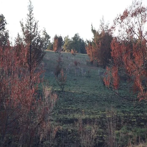 Small Herd of White-Tailed Deer. Stock-Footage 69483000