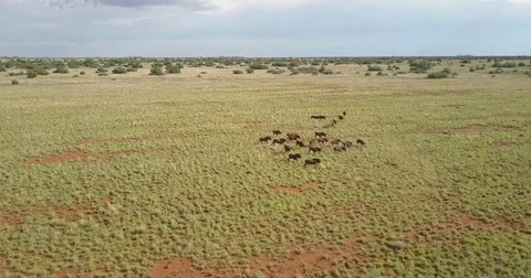 Small herd of Wildebeest Vídeo Stock 81985108