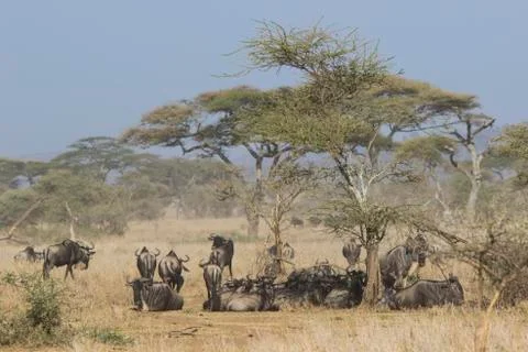 Small herd of wildebeest having a rest under an acacia tree in the savannah.. Stock Photos