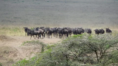 Small Herd of Wildebeest Moving Across the Savanna in Maasai Mara Kenya. Stock Footage 320729047