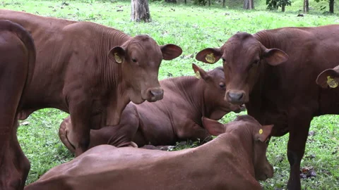 Small herd of young brown cows in a meadow of green grass Vidéo 159725363