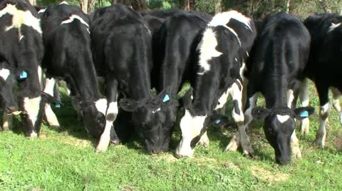 Small herd of young dairy cows grazing Stock Footage 11264994