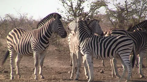 Small Herd of Zebras  Stock Footage 8572214