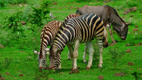 A small herd of zebras on green grass Stock Footage 342817447