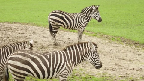 Small Herd of Zebras Standing Still – 4K Wildlife Nature Clip Stock Footage 331109646