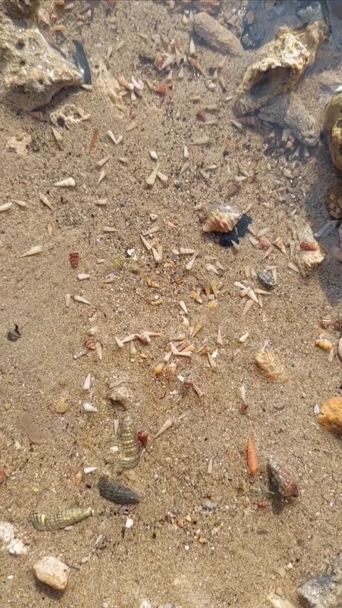 Small hermit crab at the beach Video stock 300990462