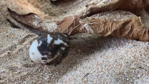 A small hermit crab on the beach sand Video stock 343330842