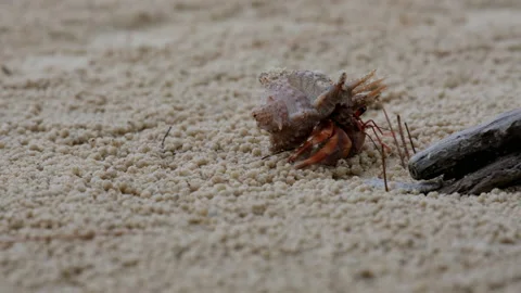 Small hermit crab on the beach in the tropical island. Stock Footage 204597235