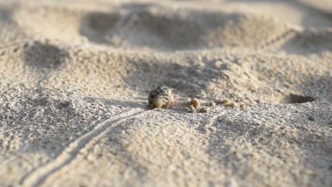 Small hermit crab in black white seashell walking along the sunny beach, Koh Stock Footage 122909164