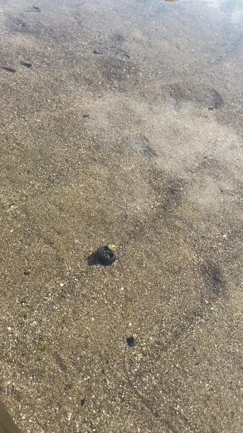 Small hermit crab crawling underwater on sandy seabed Stock Footage 328716122