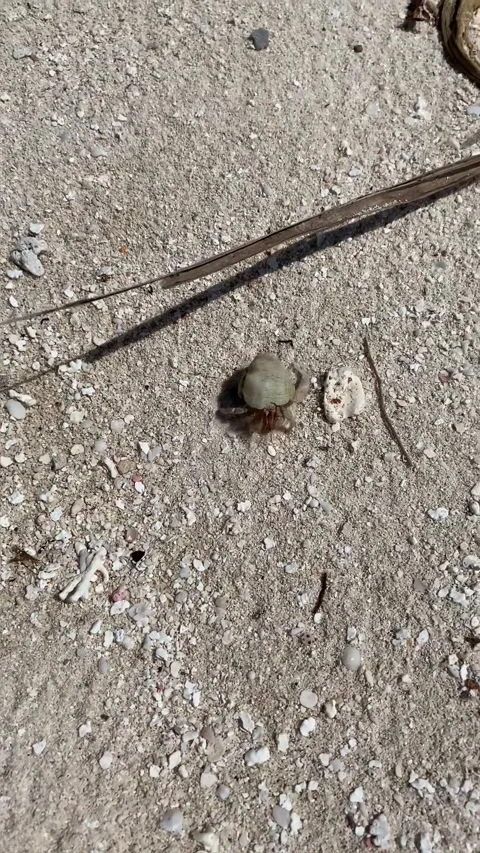 Small hermit crab crawling on white coral sand beach Maldives HD vertical Stock-Footage 342344514