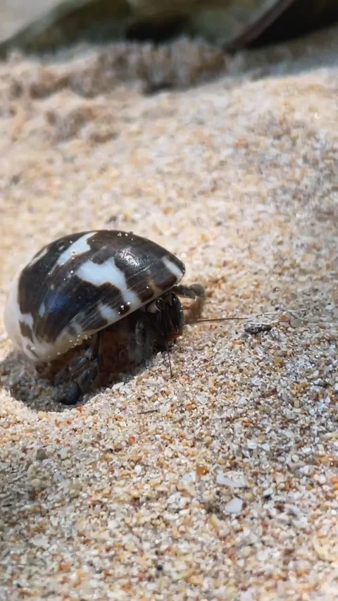 A small hermit crab crawls across dry beach sand. Video stock 343330844