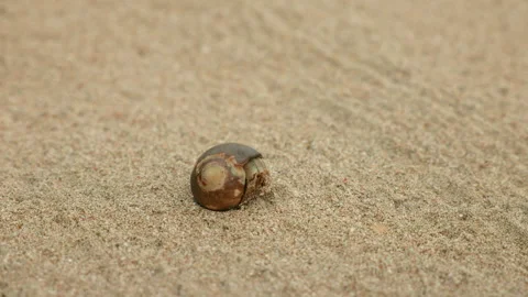 Small Hermit Crab Emerges From Shell and Crawls Across Sandy Beach. Stock Footage 338371298