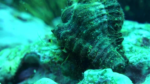 Small hermit crab feeding Stock Footage 33112512