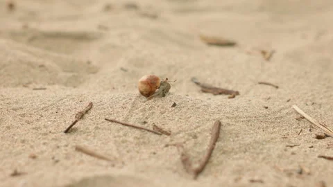 Small Hermit Crab Hiding in Shell Crawling Across Sandy Beach Surface. Stock Footage 338361960