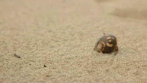 Small Hermit Crab Hiding in Shell Crawling Across Sandy Beach Surface. Stock Footage 338362443