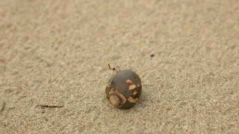 Small Hermit Crab Hiding in Shell Crawling Across Sandy Beach Surface. Stock Footage 338384298