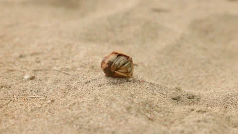 Small hermit crab hiding in shell crawls across sandy beach surface. Stock Footage 338400360