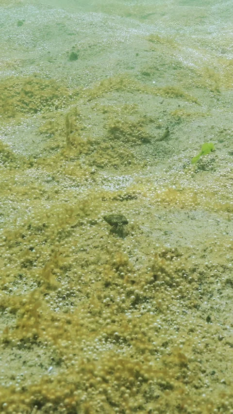 Small Hermit Crab moves along sandy bottom, cascade of small bubbles rise to Stock Footage 338023313
