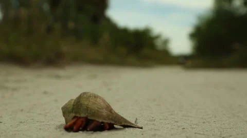 Small hermit crab peeks out of shell on sandy beach ground. 스톡 동영상 345172566