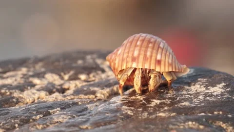 Small hermit crab on a rock Stock Footage 197432911