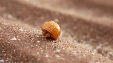 Small hermit crab in the sand Video stock 79655786