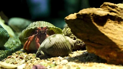Small hermit crab in a shell on the sandy bottom, close up Stock Footage 338104239