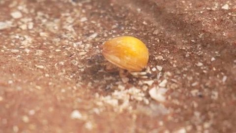 Small hermit crab in the water Video stock 79655807