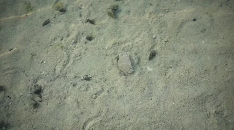 Small Hermit Crabs Chasing to Sea Crab on the Seabed. Slow Motion Stock Footage 67233512