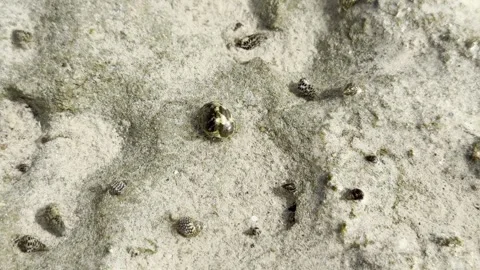 Small Hermit Crabs Crawling on Sand and Rocks Near a White Sea Shell - Close Up 库存影片 331874868