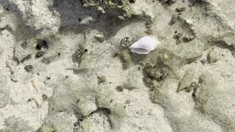Small Hermit Crabs Crawling on Sand and Rocks Near a White Sea Shell - Close Up 库存影片 331874869