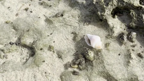Small Hermit Crabs Crawling on Sand and Rocks Near a White Sea Shell - Close Up 库存影片 331874870