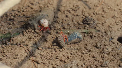 Small hermit crabs exploring sandy beach habitat on sunny day, Stock Footage 286871740